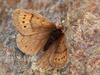 Erebia pandrose Bkh. adulte - ©Lionel Taurand