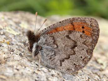 Erebia pandrose Bkh. adulte - Lionel Taurand