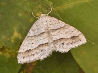 Mesotype parallelolineata Retz. adulte - Philippe Mothiron