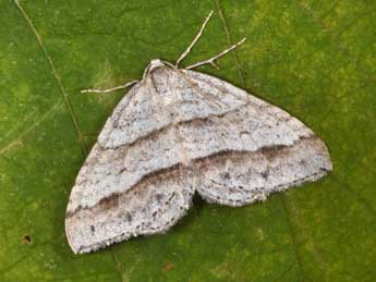 Mesotype parallelolineata Retz. adulte - Philippe Mothiron