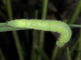  Chenille de Lasiommata paramegaera Hb. - Wolfgang Wagner, www.pyrgus.de