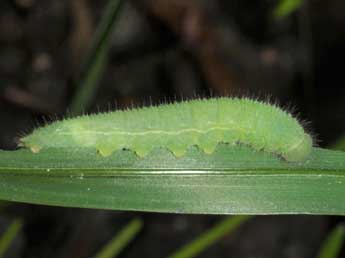  Chenille de Lasiommata paramegaera Hb. - ©Wolfgang Wagner, www.pyrgus.de