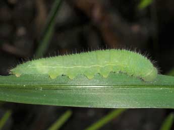  Chenille de Lasiommata paramegaera Hb. - Wolfgang Wagner, www.pyrgus.de