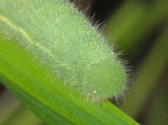  Chenille de Lasiommata paramegaera Hb. - ©Wolfgang Wagner, www.pyrgus.de