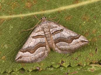 Scotopteryx peribolata Hb. adulte - ©Philippe Mothiron