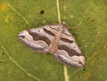 Scotopteryx peribolata Hb. adulte - Philippe Mothiron