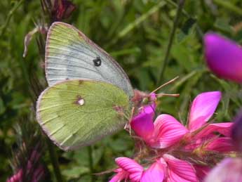 Colias phicomone Esp. adulte - ©Philippe Mothiron