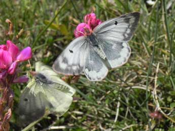 Colias phicomone Esp. adulte - ©Philippe Mothiron