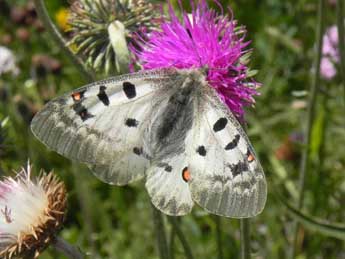 Parnassius phoebus F. adulte - Philippe Mothiron