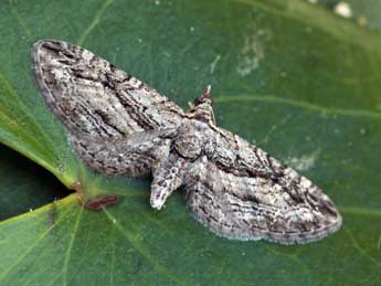 Eupithecia phoeniceata Rbr adulte - ©Daniel Morel