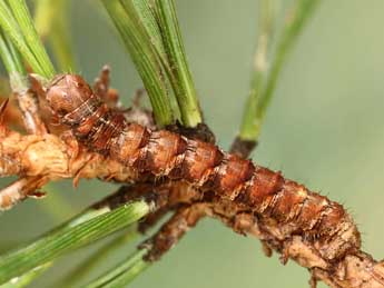  Chenille de Hylaea pinicolaria Bell. - Jean-Claude Petit