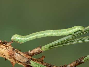  Chenille de Hylaea pinicolaria Bell. - ©Jean-Claude Petit