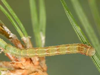  Chenille de Hylaea pinicolaria Bell. - ©Jean-Claude Petit