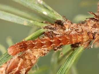  Chenille de Hylaea pinicolaria Bell. - Jean-Claude Petit