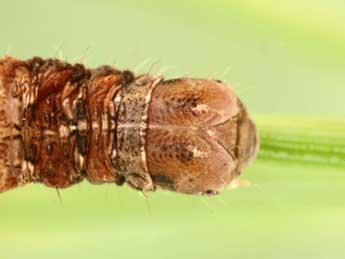  Chenille de Hylaea pinicolaria Bell. - ©Jean-Claude Petit