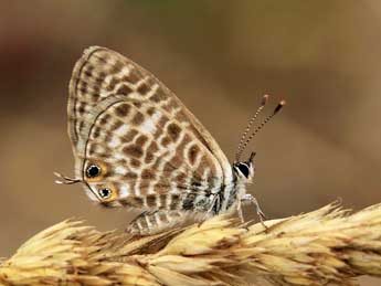 Leptotes pirithous L. adulte - ©Lionel Taurand