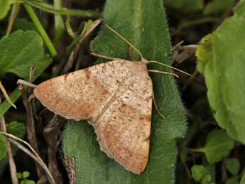 Selidosema plumaria D. & S. adulte - ©Lionel Taurand