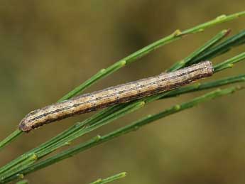  Chenille de Selidosema plumaria D. & S. - ©Lionel Taurand