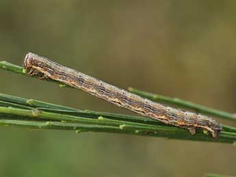  Chenille de Selidosema plumaria D. & S. - ©Lionel Taurand