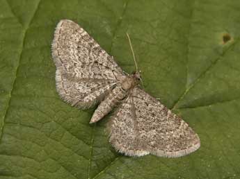 Eupithecia plumbeolata Hw. adulte - ©Lionel Taurand