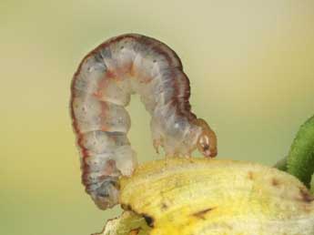  Chenille de Eupithecia plumbeolata Hw. - ©Heiner Ziegler