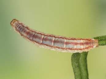  Chenille de Eupithecia plumbeolata Hw. - Heiner Ziegler