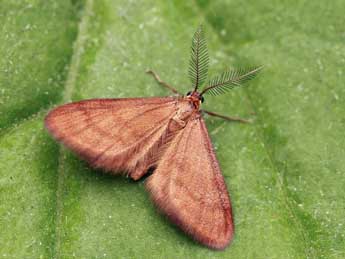 Anthometra plumularia Bsdv. adulte - ©Daniel Morel