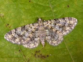 Eupithecia poecilata Png. adulte - ©Philippe Mothiron