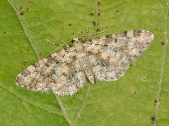 Eupithecia poecilata Png. adulte - Philippe Mothiron