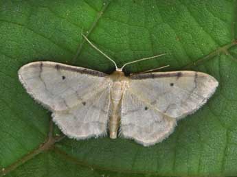 Idaea politaria Hb. adulte - ©Philippe Mothiron