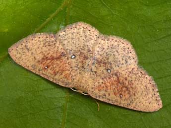 Cyclophora porata L. adulte - Philippe Mothiron