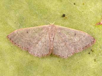 Idaea predotaria Hrtg adulte - Philippe Mothiron