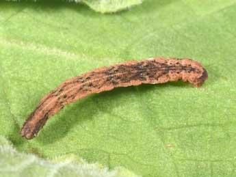  Chenille de Idaea predotaria Hrtg - Philippe Mothiron