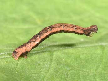  Chenille de Idaea predotaria Hrtg - Philippe Mothiron