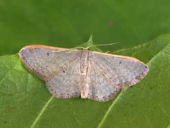 Idaea predotaria Hrtg adulte - ©Philippe Mothiron