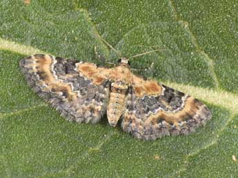 Eupithecia pulchellata Stph. adulte - ©Philippe Mothiron