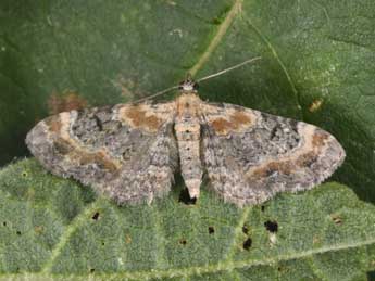 Eupithecia pulchellata Stph. adulte - ©Philippe Mothiron