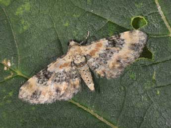 Eupithecia pulchellata Stph. adulte - Philippe Mothiron