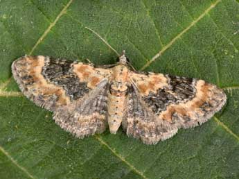 Eupithecia pulchellata Stph. adulte - ©Philippe Mothiron