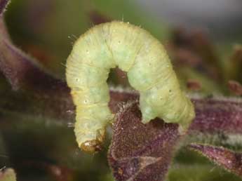  Chenille de Eupithecia pulchellata Stph. - Philippe Mothiron