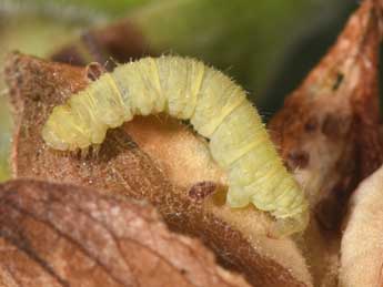  Chenille de Eupithecia pulchellata Stph. - Philippe Mothiron