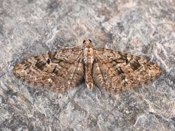 Eupithecia pusillata D. & S. adulte - ©Philippe Mothiron