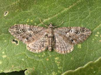 Eupithecia pusillata D. & S. adulte - Philippe Mothiron