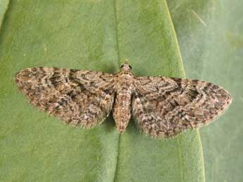 Eupithecia pusillata D. & S. adulte - ©Philippe Mothiron