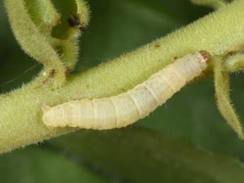  Chenille de Eupithecia pyreneata Mab. - Philippe Mothiron