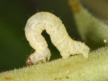  Chenille de Eupithecia pyreneata Mab. - ©Philippe Mothiron