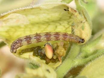  Chenille de Eupithecia pyreneata Mab. - Philippe Mothiron