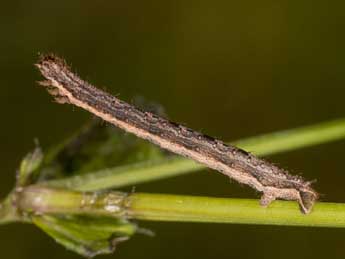  Chenille de Xanthorhoe quadrifasiata Cl. - Kimmo Silvonen