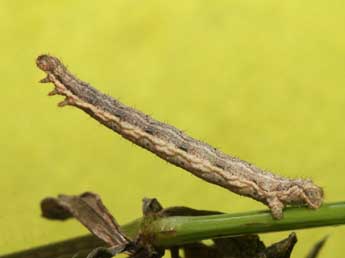  Chenille de Xanthorhoe quadrifasiata Cl. - Heiner Ziegler