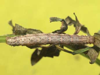  Chenille de Xanthorhoe quadrifasiata Cl. - Heiner Ziegler